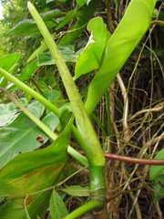 Philodendron appendiculatum
