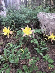 Aquilegia desertorum