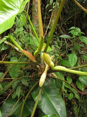 Philodendron appendiculatum