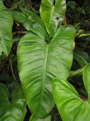 Philodendron appendiculatum