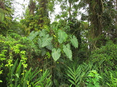 Thaumatophyllum corcovadense