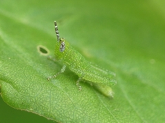 Acrididae
