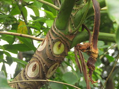 Thaumatophyllum corcovadense