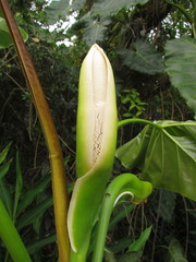 Thaumatophyllum corcovadense