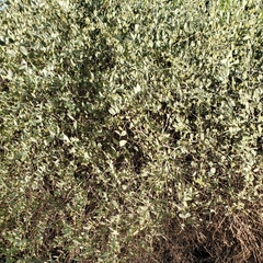 Simmondsia chinensis