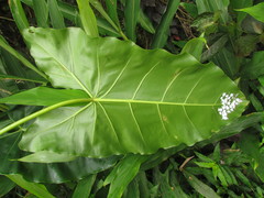 Thaumatophyllum corcovadense