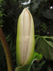 Thaumatophyllum corcovadense