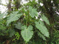 Thaumatophyllum corcovadense