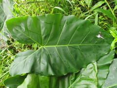 Thaumatophyllum corcovadense