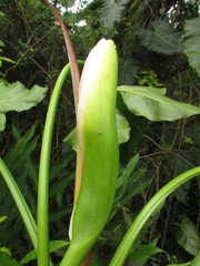 Thaumatophyllum corcovadense