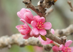 Casearia guantanamensis