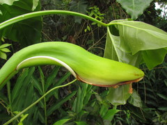 Thaumatophyllum corcovadense