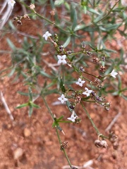 Oldenlandia herbacea