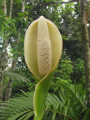 Thaumatophyllum corcovadense