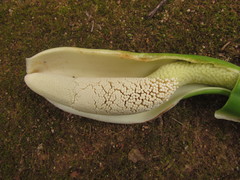 Thaumatophyllum corcovadense