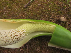 Thaumatophyllum corcovadense