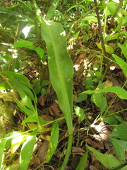 Philodendron crassinervium