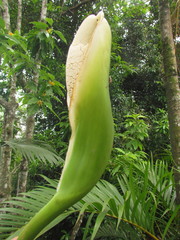 Thaumatophyllum corcovadense