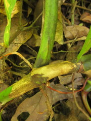 Philodendron crassinervium