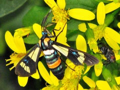 Euchromia folletii