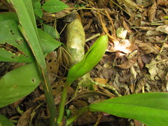 Philodendron crassinervium
