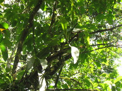 Philodendron crassinervium