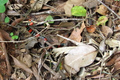 Micrurus altirostris