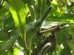 Philodendron crassinervium