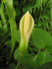 Philodendron crassinervium