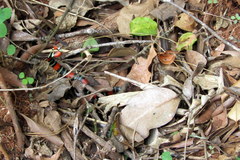 Micrurus altirostris