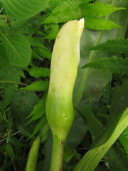 Philodendron crassinervium