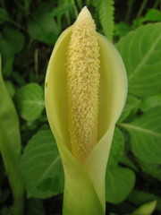 Philodendron crassinervium