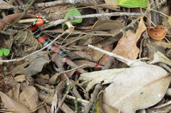 Micrurus altirostris