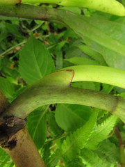 Philodendron crassinervium