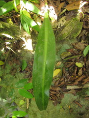 Philodendron crassinervium