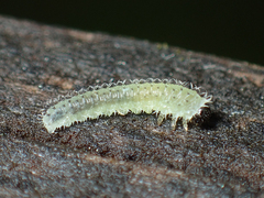 Periclista