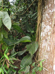 Philodendron martianum