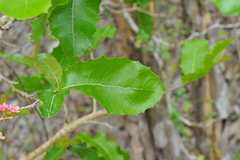 Casearia guantanamensis