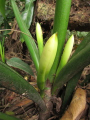 Philodendron martianum