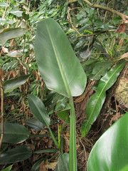 Philodendron martianum