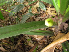 Philodendron martianum