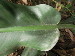 Philodendron martianum