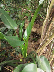 Philodendron martianum
