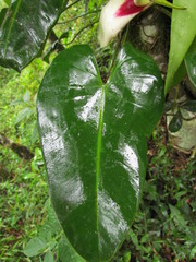 Philodendron meridionale