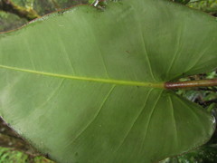 Philodendron meridionale