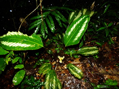 Goeppertia elliptica