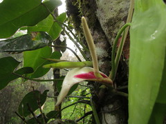 Philodendron meridionale