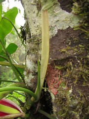 Philodendron meridionale