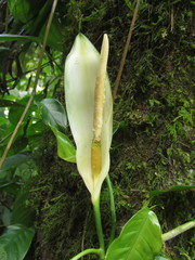 Philodendron missionum