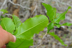 Casearia guantanamensis